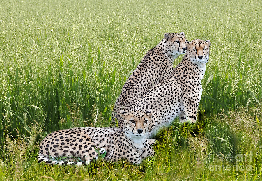 Cheetah Photograph - We are Family by Sheila Laurens
