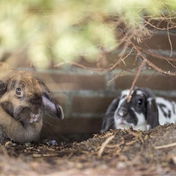 Rabbit Photograph - We Have A Shallow #rabbit #hole Here by Andy Kleinmoedig