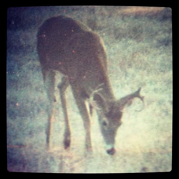 Deer Photograph - We Let Him Go. #nextyear by Bethany Jared