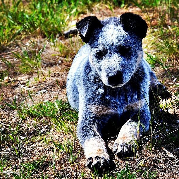 We Miss You Little Buddy Spur Dog! Rest Photograph by Jason Thueson