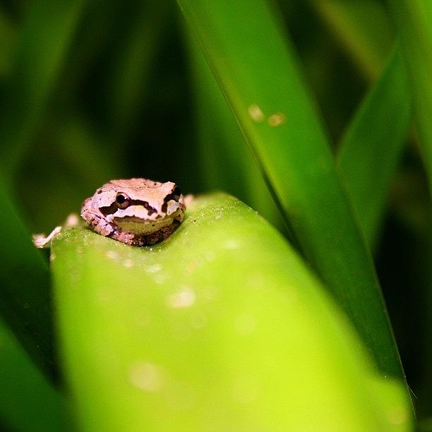 “we Think Too Small, Like The Frog At Photograph by Super Mario