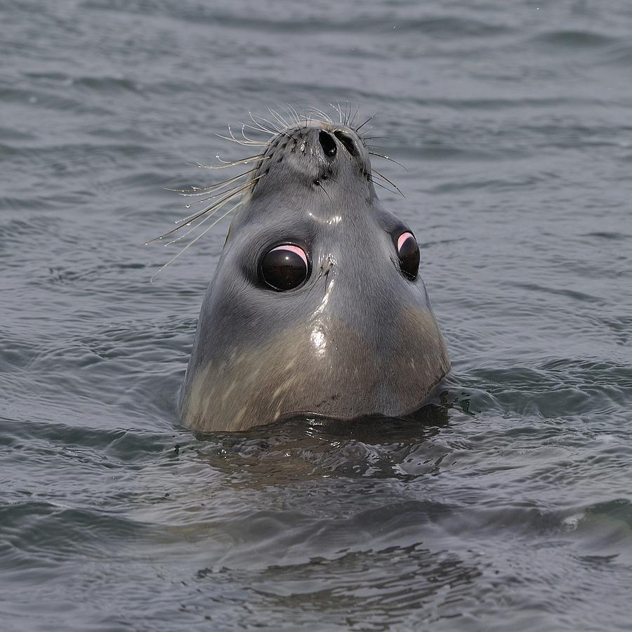 Weaner Southern Elephant Seal Photograph by Tony Beck
