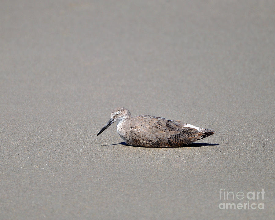 Willet Photograph - Weary Willet by Al Powell Photography USA
