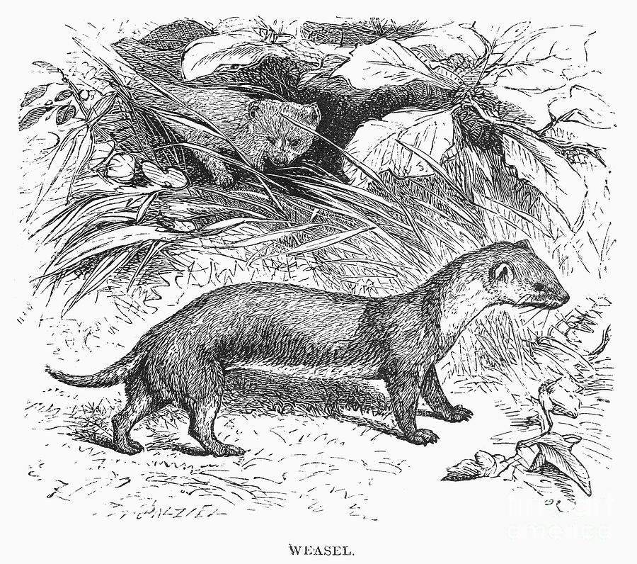 WEASEL, 19th CENTURY Photograph by Granger