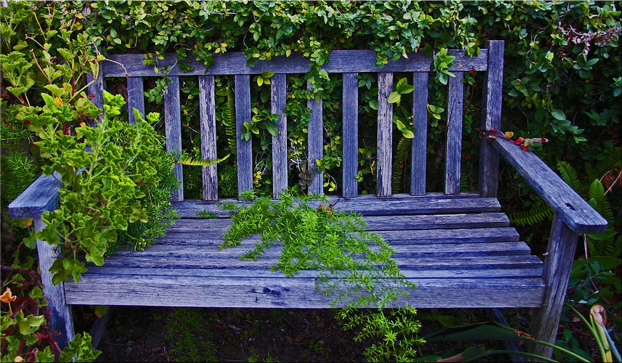 Bench Photograph - Weathered And Overgrown by Chet King