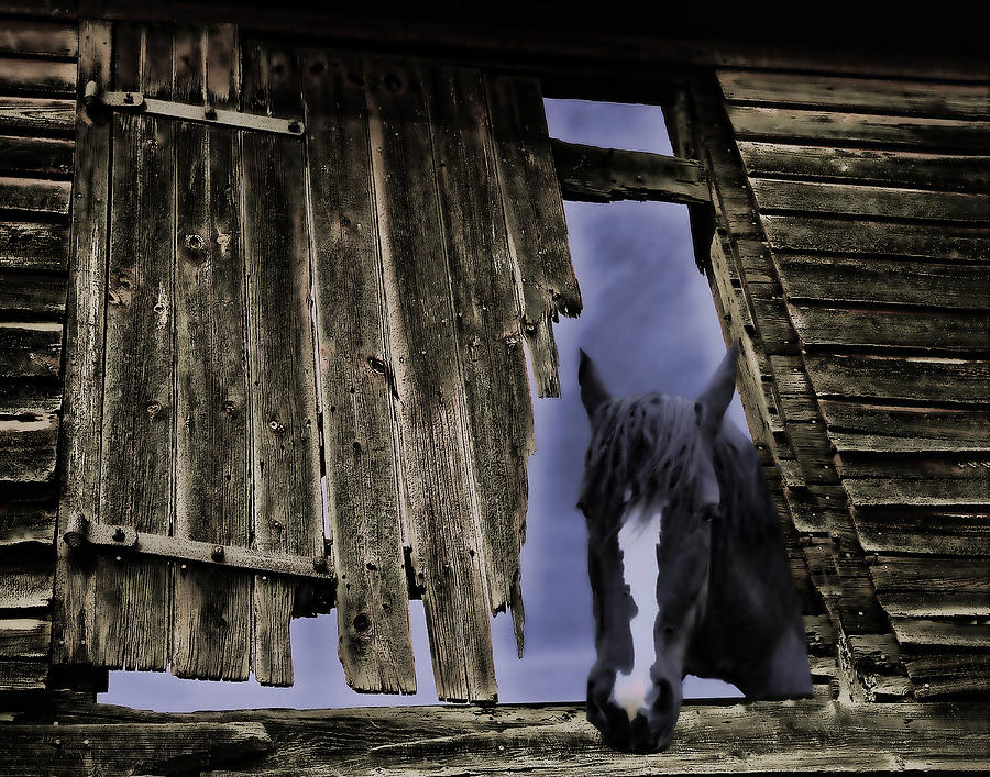 Horse Photograph - Weathered and Worn by Sandy Poore