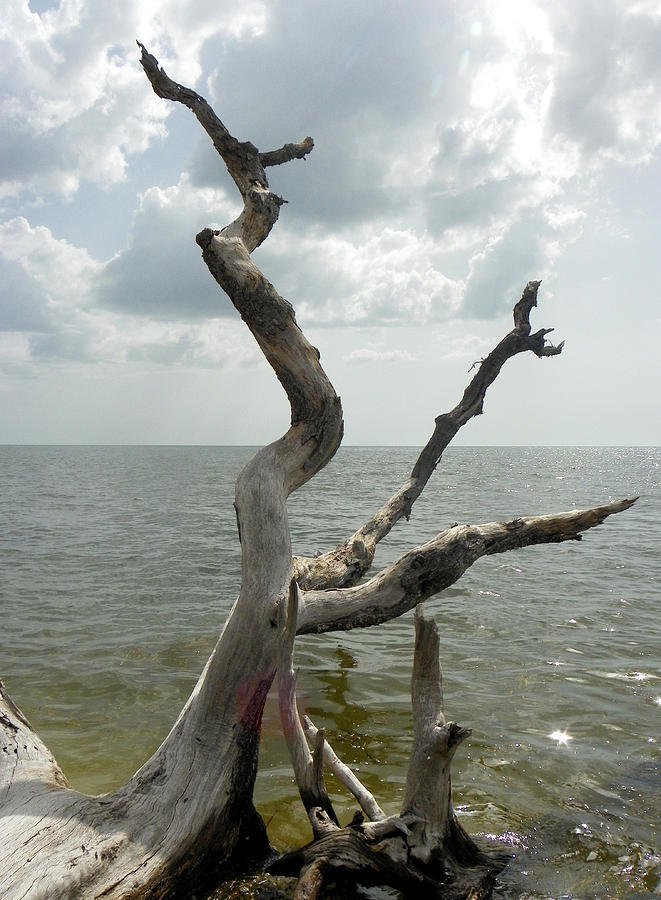 Weathered Beach Trees I Photograph by Sheri McLeroy