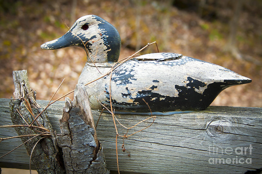 Weathered Duck Decoy at a Cottage Driveway Photograph by Gordon Wood