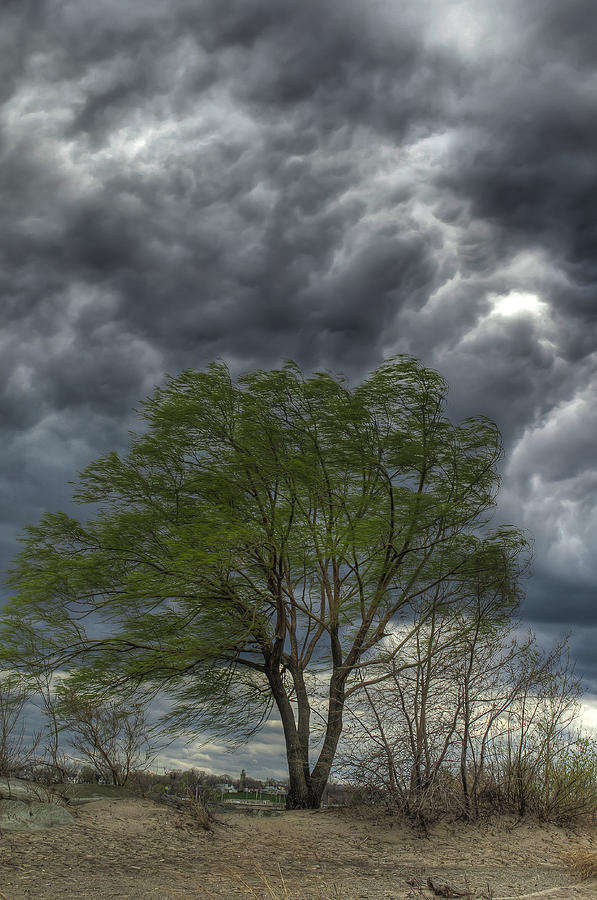 Nature Photograph - Weathering the Storm by At Lands End Photography