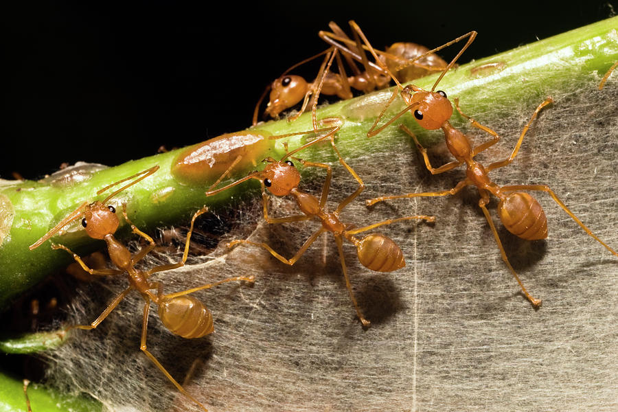 Weaver Ant Oecophylla Longinoda Group Photograph by Konrad Wothe