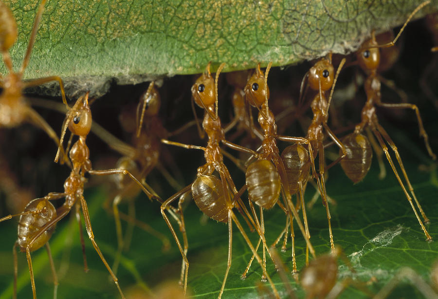 Weaver Ant Oecophylla Longinoda Group Photograph by Mark Moffett
