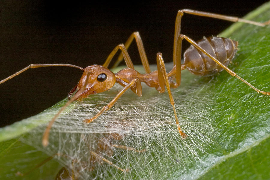 Weaver Ant Worker Ant West Africa Photograph by Piotr Naskrecki
