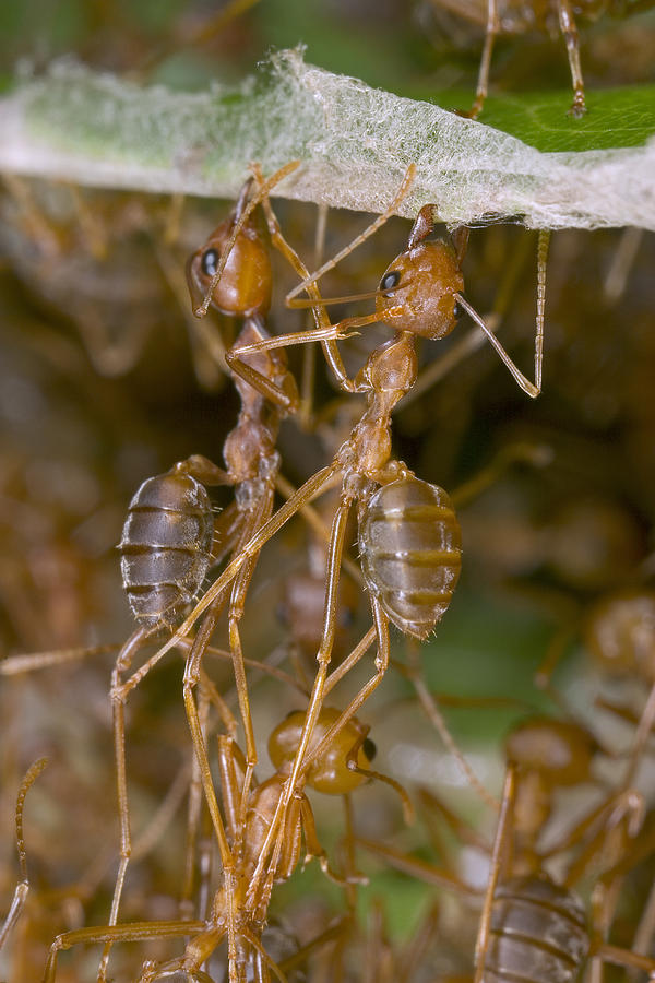 Weaver Ant Workers Pulling Together Photograph by Piotr Naskrecki