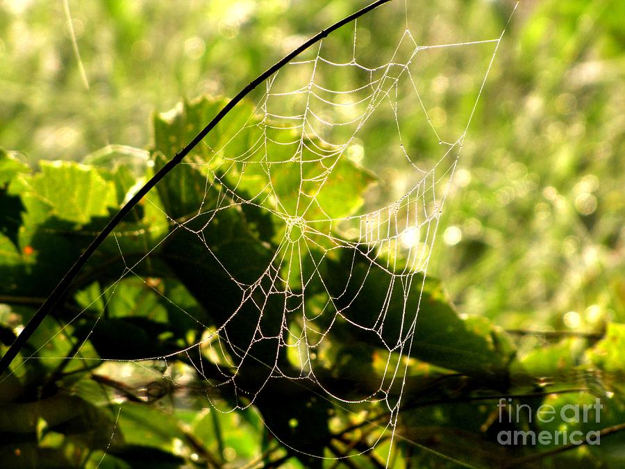 Web Design Photograph by Marilyn Smith