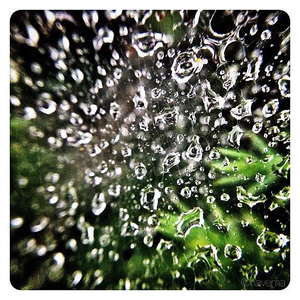 Dewdrops Photograph - Web Dew by Natasha Marco