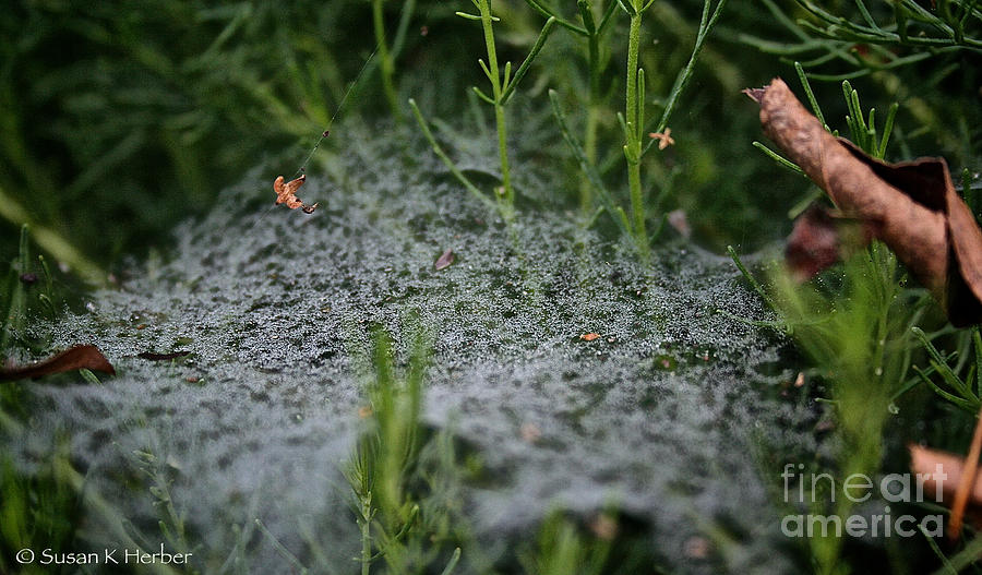 Web Dew Photograph by Susan Herber