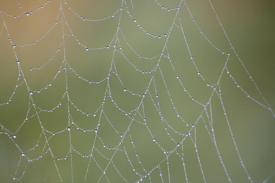 Web Drops Photograph by Cathie Douglas