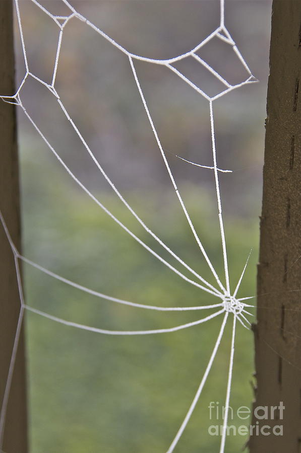 Web Frosting Photograph by Sean Griffin