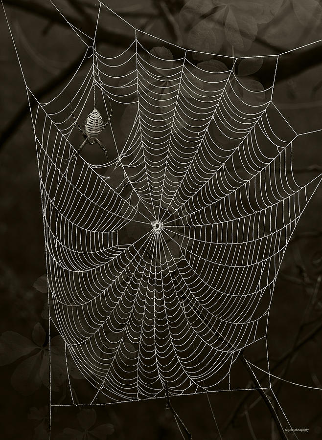 Spider Photograph - Web Master by Ron Jones