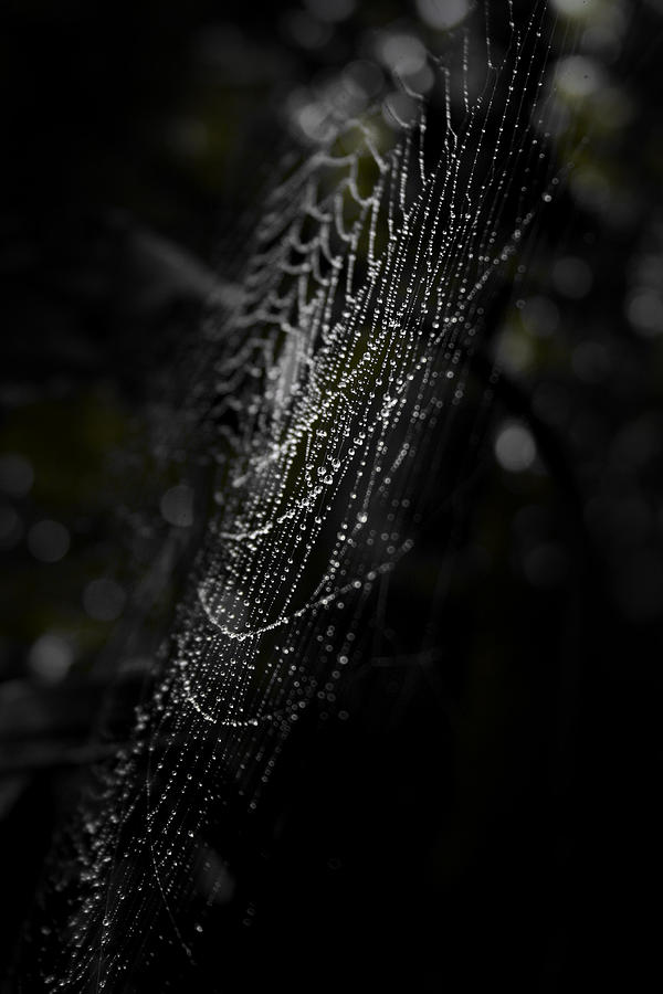 Spider Photograph - Web of Depth by Christine Gauthier