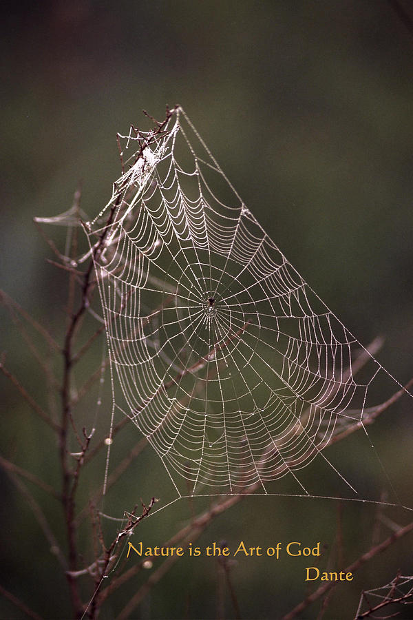 Web of Life Photograph by Rick Rauzi