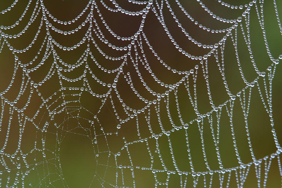 Web With Dew Photograph by Daniel Reed