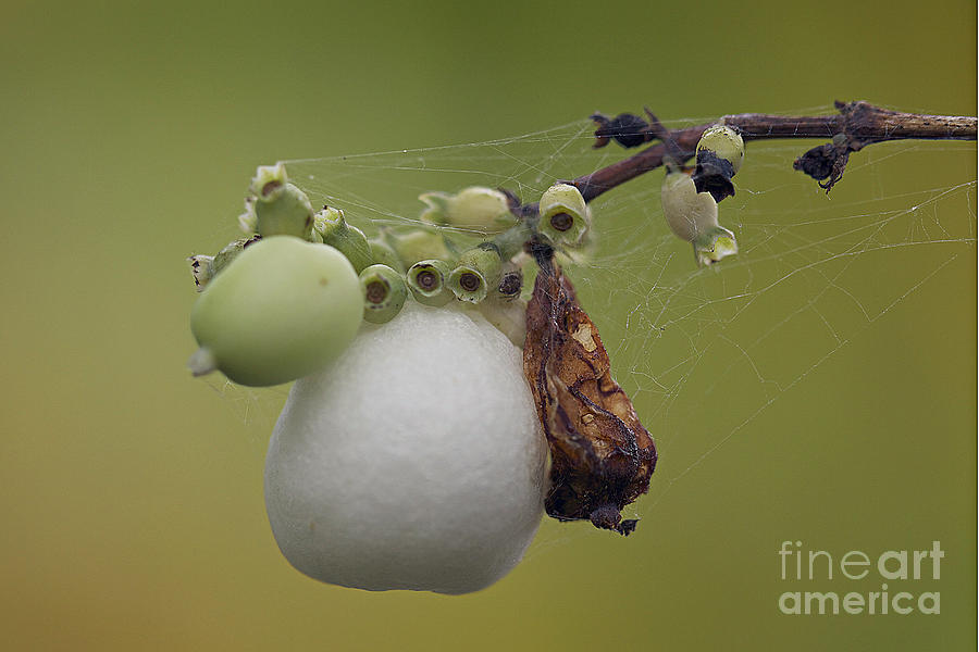 Webbed berry Photograph by Eunice Gibb