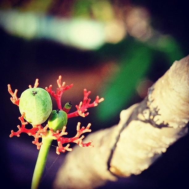 Nature Photograph - #webstagram #instacanvas #instagramhub by Mohamed Shafy