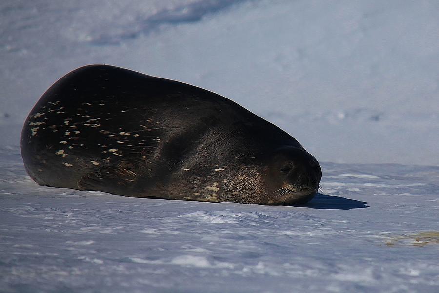 Nature Photograph - Weddell Seal by David Barringhaus