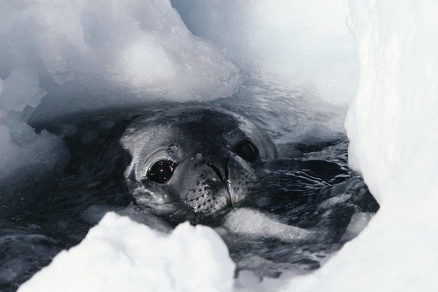 Wildlife Photograph - Weddell Seal by Doug Allan