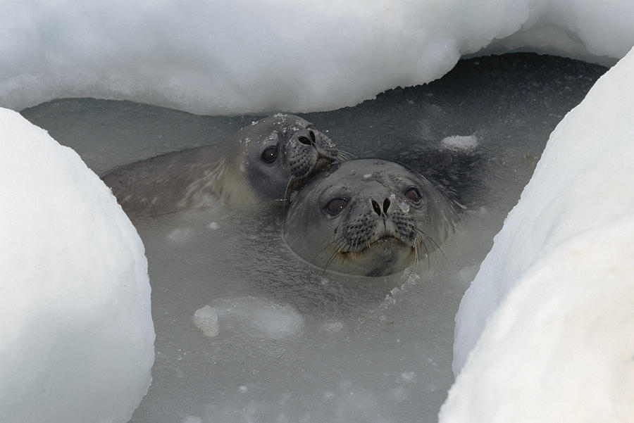 Weddell Seal Leptonychotes Weddellii Photograph by Konrad Wothe