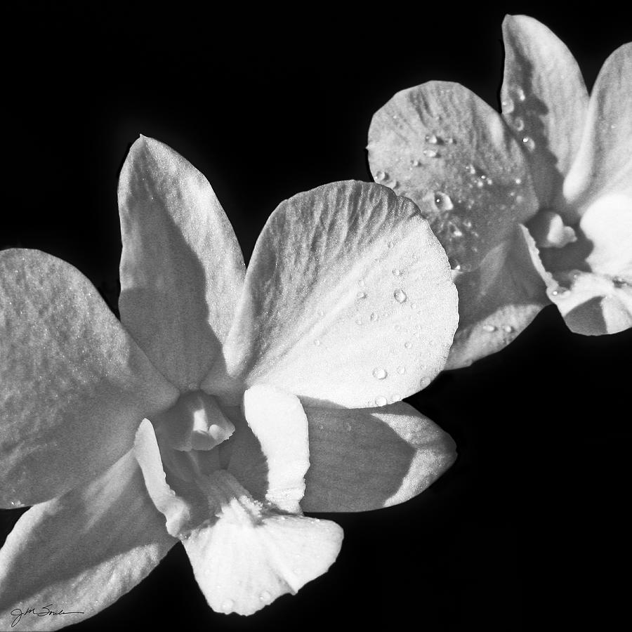 Black And White Photograph - Wedding Orchid by Julie Magers Soulen