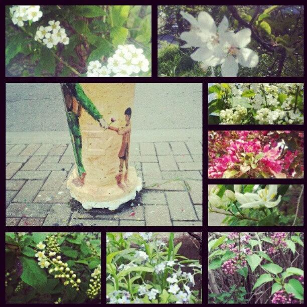 Spring Photograph - Wednesdaycollage #humpday #nature by Tara Hebbes