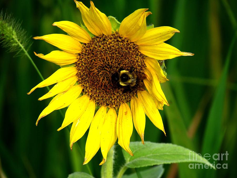 Sunflower Photograph - Wee Bee by Trish Clark