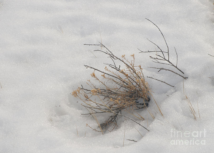 Weed in Snow Photograph by David Waldrop