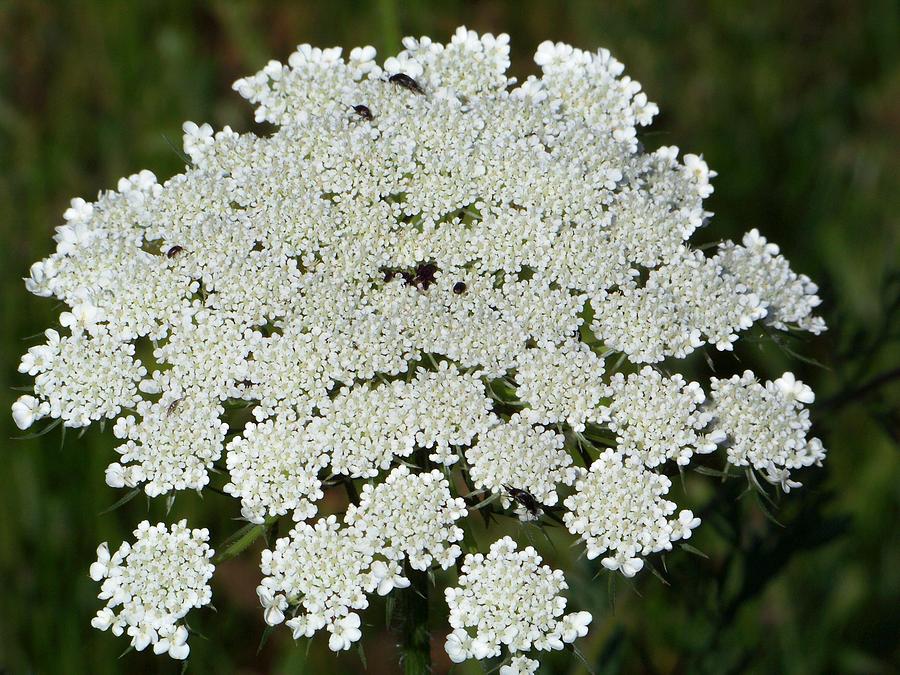 Weed Of Lace Photograph by Sherry Penson