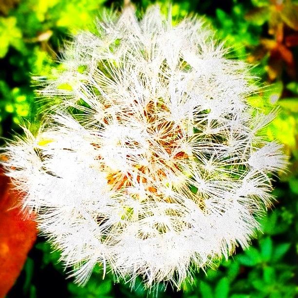 Color Photograph - #weed#dandelion#plants by Stephanie Thomas