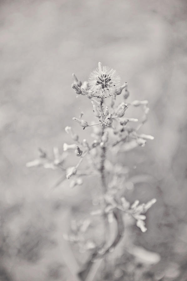 Weeds are beautiful too  Photograph by Kelley Nelson
