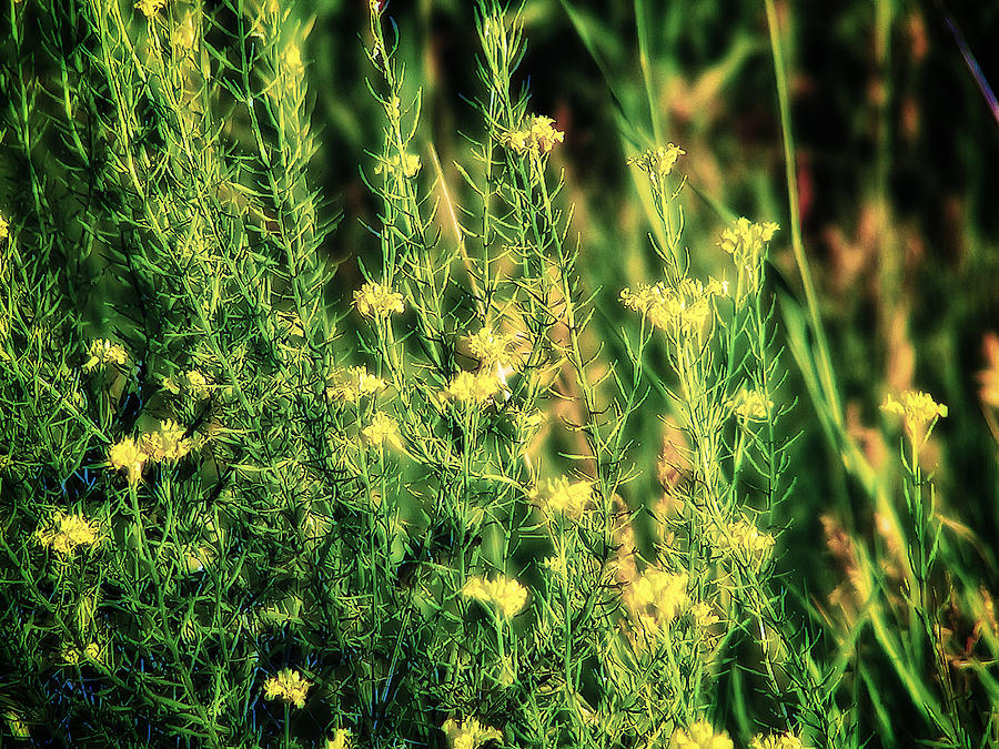 Nature Photograph - Weeds by Bill Cannon