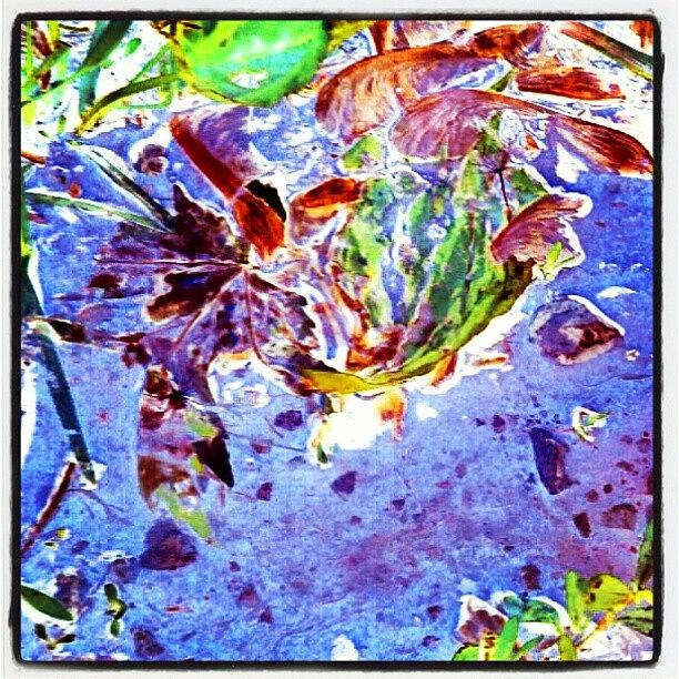 Droid Photograph - Weeds In A Puddle #android #andrography by Marianne Dow