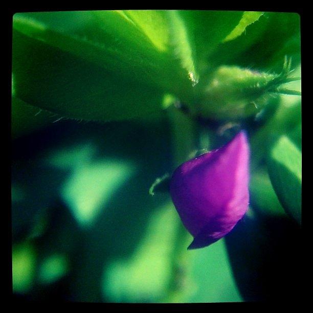 Flowers Still Life Photograph - Weeds In My Garden 5 by Rhiannon Lea