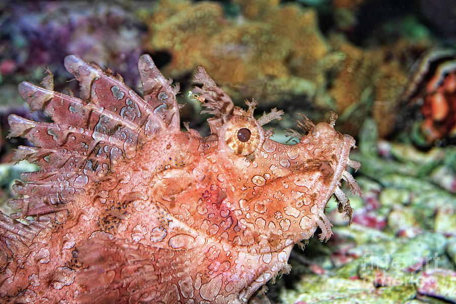 Weedy Scorpionfish Photograph by Joerg Lingnau