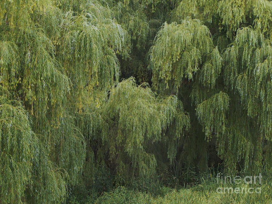 Willows Photograph by Ann Horn
