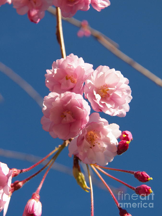 Weeping Cherry Blossoms Photograph by Judy Via-Wolff