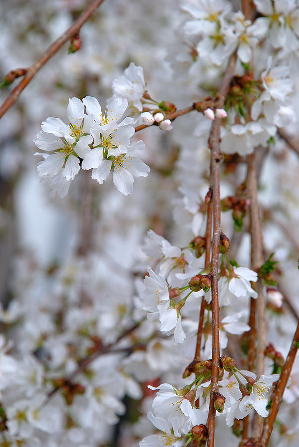 WEEPING CHERRY No. 1 Photograph by Janice Adomeit