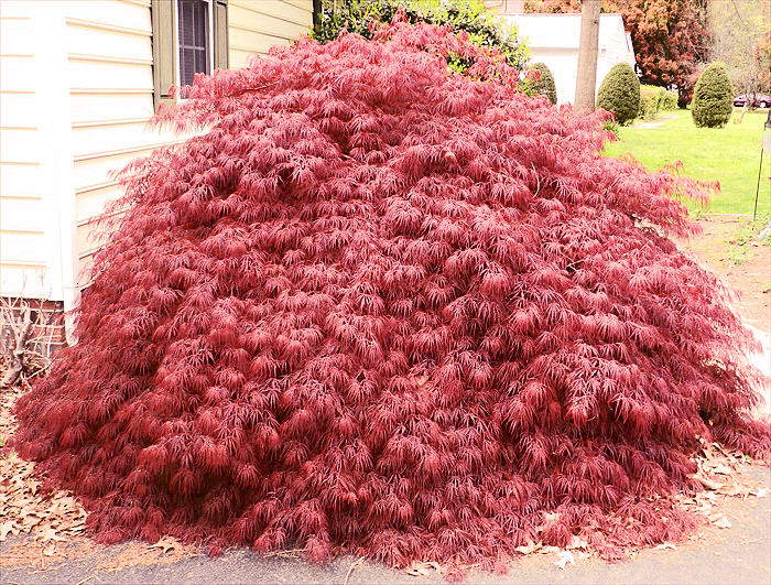 Weeping Maple Photograph by William Bryan Fine Art America