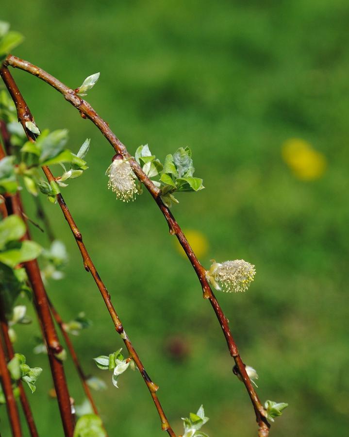 Weeping Pussy Willow Tree Photograph