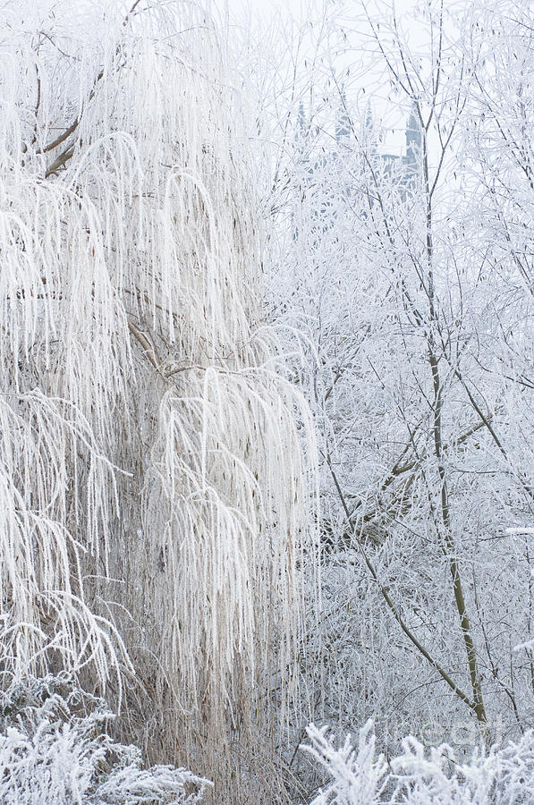 Weeping Willow in Winter Photograph by Andrew  Michael