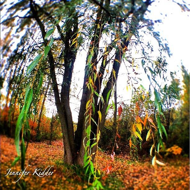 Igs Photograph - Weeping Willow, My Favorite Non by Jennifer K