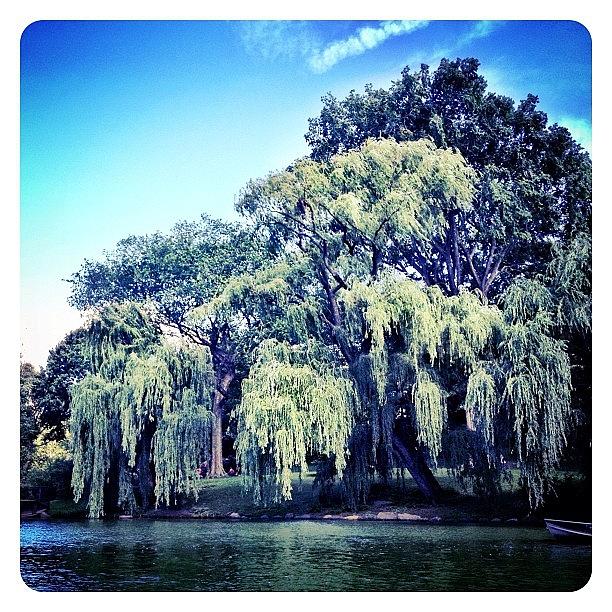 New York City Photograph - Weeping Willow by Natasha Marco